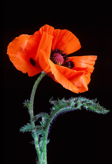 Red Poppy